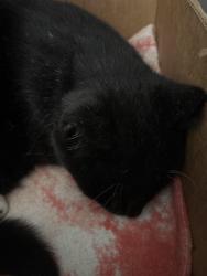 Reunited Male Cat last seen Gregory And Barcelona , Pensacola, FL 32502