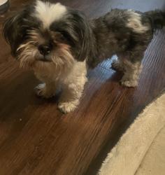 Found/Stray Female Dog last seen Austin Pointe, San Antonio, TX 78213