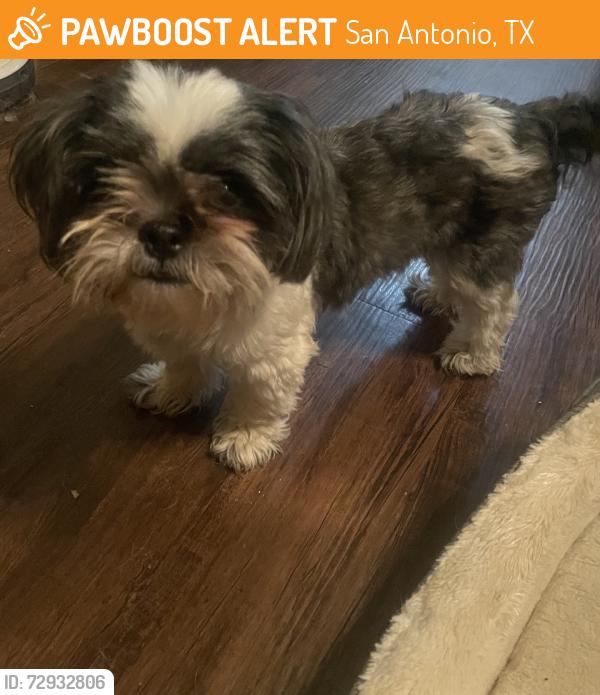 Found/Stray Female Dog last seen Austin Pointe, San Antonio, TX 78213