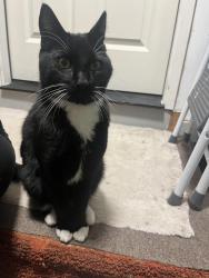 Reunited Unknown Cat last seen SE Paloma Ave., Gresham, OR 97080