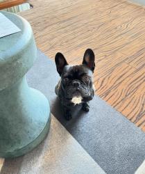 Lost Male Dog last seen Near Starbucks, Bakersfield, CA 93304