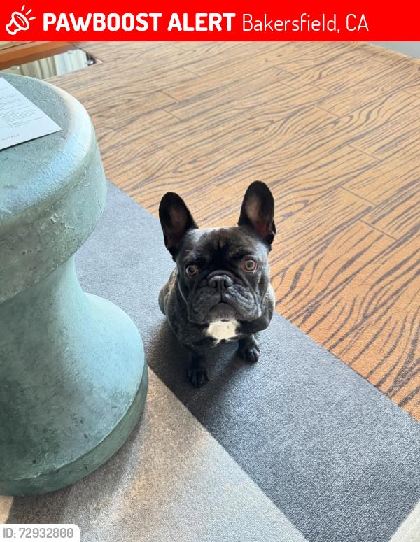 Lost Male Dog last seen Near Starbucks, Bakersfield, CA 93304
