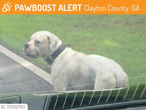 Found/Stray Male Dog last seen Rex Road and Victory Blvd, Clayton County, GA 30260