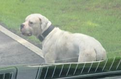 Found/Stray Male Dog last seen Rex Road and Victory Blvd, Clayton County, GA 30260