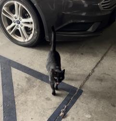Found/Stray Unknown Cat last seen Vineland Ave & Hartsook St, Los Angeles, CA 91601