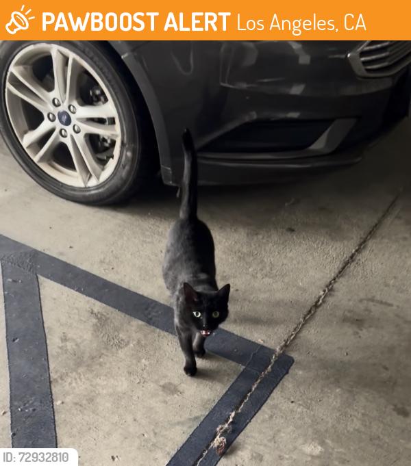 Found/Stray Unknown Cat last seen Vineland Ave & Hartsook St, Los Angeles, CA 91601
