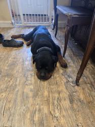 Reunited Male Dog last seen Wilma court, Port Jefferson Station, NY 11776