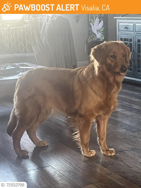 Found/Stray Female Dog last seen West & Caldwell, Visalia, CA 93277
