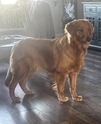 Found/Stray Female Dog last seen West & Caldwell, Visalia, CA 93277