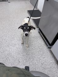 Shelter Stray Male Dog last seen Gastonia, NC 28054, Gastonia, NC 28052