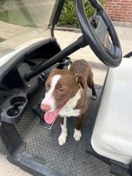 Found/Stray Male Dog last seen Near Trinity Blvd , Fort Worth, TX 76118