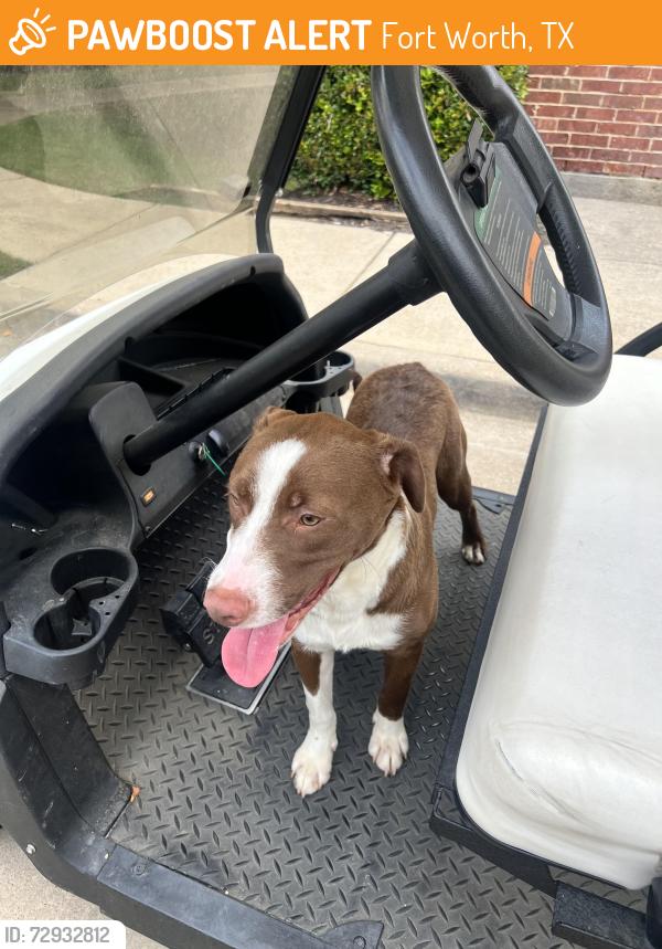 Found/Stray Male Dog last seen Near Trinity Blvd , Fort Worth, TX 76118