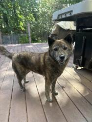 Reunited Unknown Dog last seen Sw Huber and Capitol, Portland, OR 97219