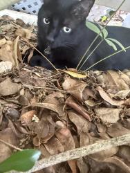 Found/Stray Unknown Cat last seen Just west of the emerald lakes neighborhood on orange blossom in north naples, Naples, FL 34102