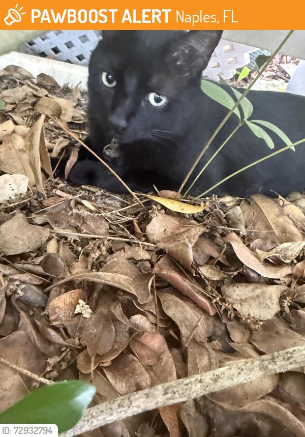 Found/Stray Unknown Cat last seen Just west of the emerald lakes neighborhood on orange blossom in north naples, Naples, FL 34102