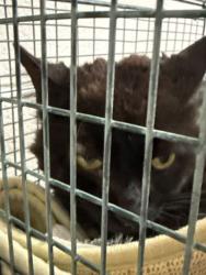 Shelter Stray Male Cat last seen Powell, TN 37849, Knoxville, TN 37919