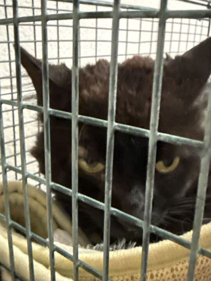 Shelter Stray Male Cat last seen Powell, TN 37849, Knoxville, TN 37919