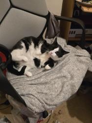 Lost Female Cat last seen Wem, Wem, England SY4 5ED