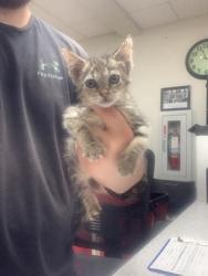 Shelter Stray Male Cat last seen , , TX, 355 Hillshire Dr, Haslet, TX 76052, USA