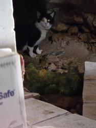Found/Stray Unknown Cat last seen Warren and E. Madison , Sandusky, OH 44870