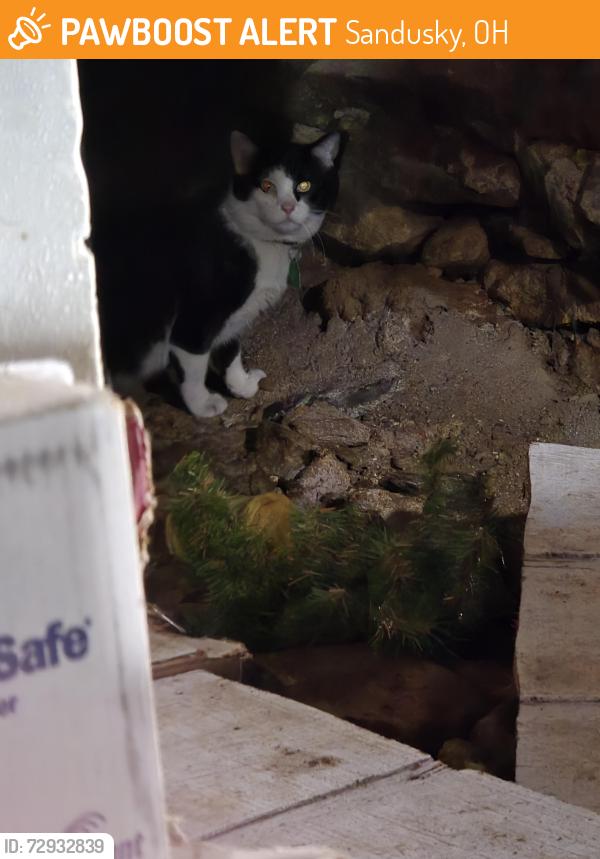 Found/Stray Unknown Cat last seen Warren and E. Madison , Sandusky, OH 44870