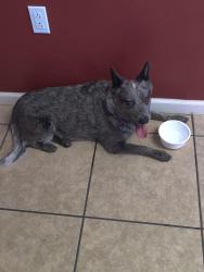 Found/Stray Female Dog last seen Golflinks and Pantano , Tucson, AZ 85730