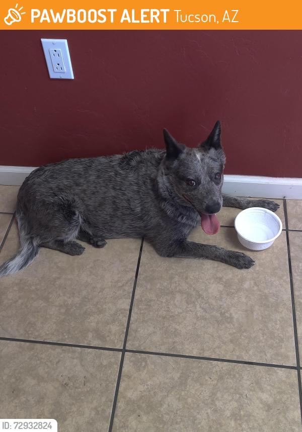 Found/Stray Female Dog last seen Golflinks and Pantano , Tucson, AZ 85730