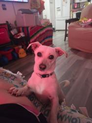 Lost Female Dog last seen Stockton vlr, Sacramento, CA 95824