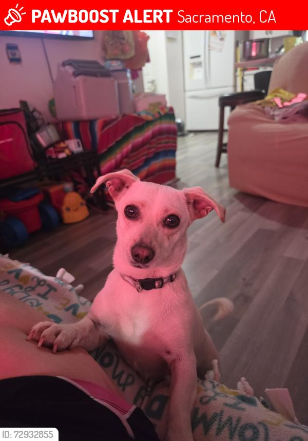 Lost Female Dog last seen Stockton vlr, Sacramento, CA 95824