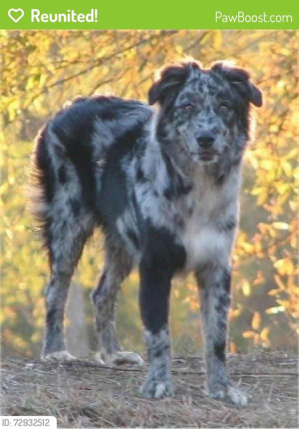 Reunited Female Dog last seen Covered bridge area on My Pleasant Rd , Lancaster County, PA 17509