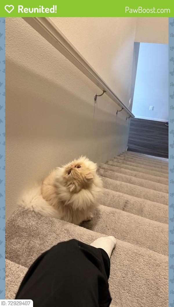 Reunited Male Cat last seen Ben Brown and ian Springs, Woodburn, OR 97071
