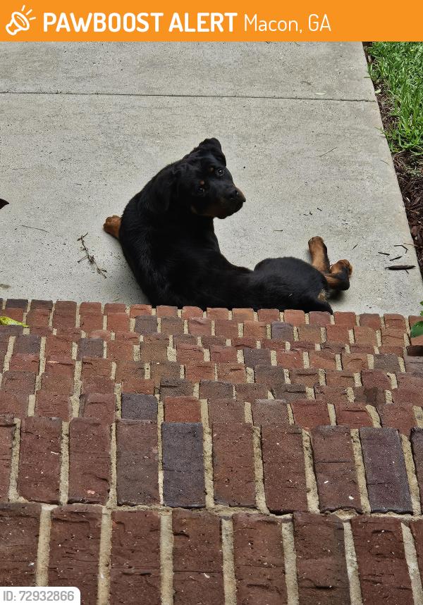 Found/Stray Female Dog last seen Thomaston Road near Monroe County , Macon, GA 31206
