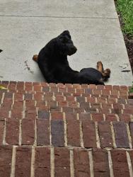 Found/Stray Female Dog last seen Thomaston Road near Monroe County , Macon, GA 31206
