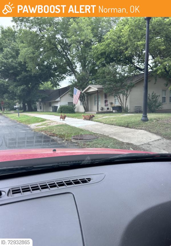 Found/Stray Unknown Dog last seen Ponca ave and eufaula , Norman, OK 73071