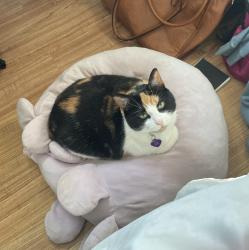 Reunited Female Cat last seen 41st and Forest Hill Avenue, Richmond, VA 23225