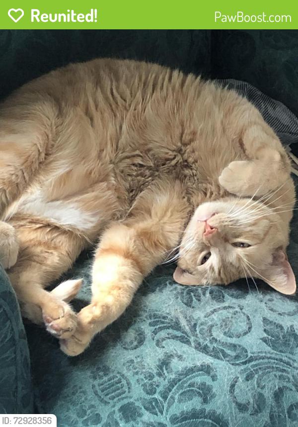 Reunited Male Cat last seen Central High School, Saint Paul, MN 55104