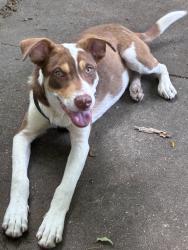 Found/Stray Male Dog last seen Fulton and Ben Drive, Houston, TX 77022