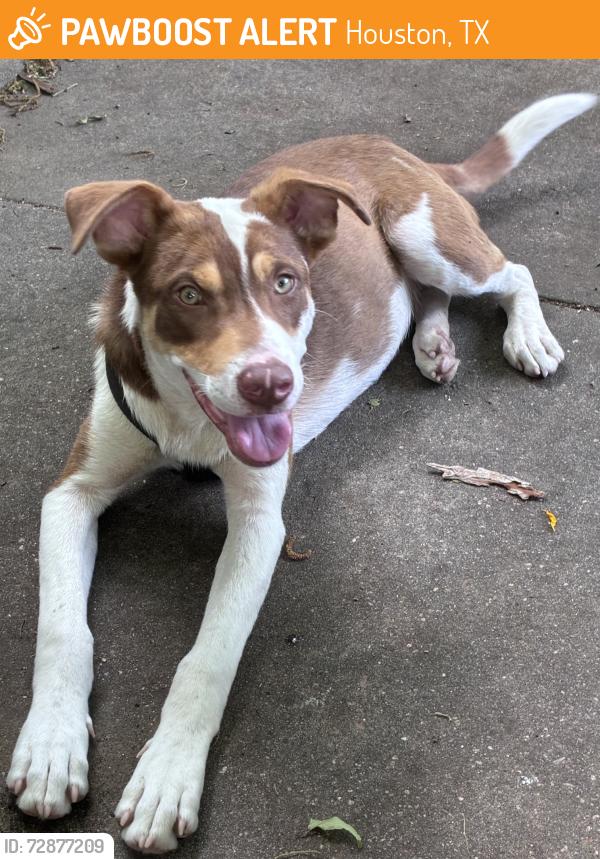Found/Stray Male Dog last seen Fulton and Ben Drive, Houston, TX 77022