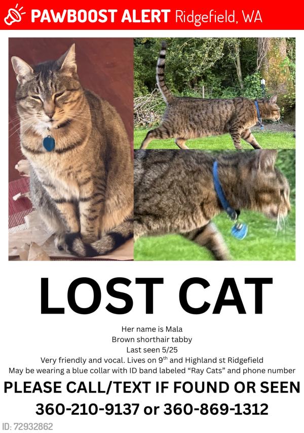 Lost Female Cat last seen Highland st, Ridgefield, WA 98642