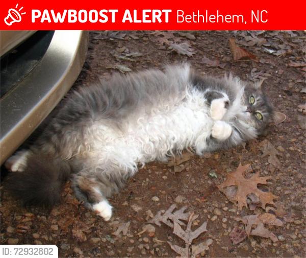 Lost Female Cat last seen Intersection of Rink Dam Road and River Hills Court in Bethlehem/Taylorsville area, Bethlehem, NC 28681
