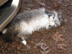 Lost Female Cat last seen Intersection of Rink Dam Road and River Hills Court in Bethlehem/Taylorsville area, Bethlehem, NC 28681