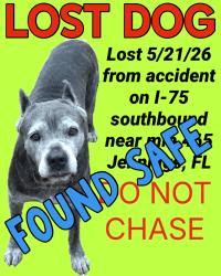 Reunited Female Dog last seen Mile marker 465 on I-75 southbound near Jennings FL - a few miles south of the FL/GA line, Jennings, FL 32053