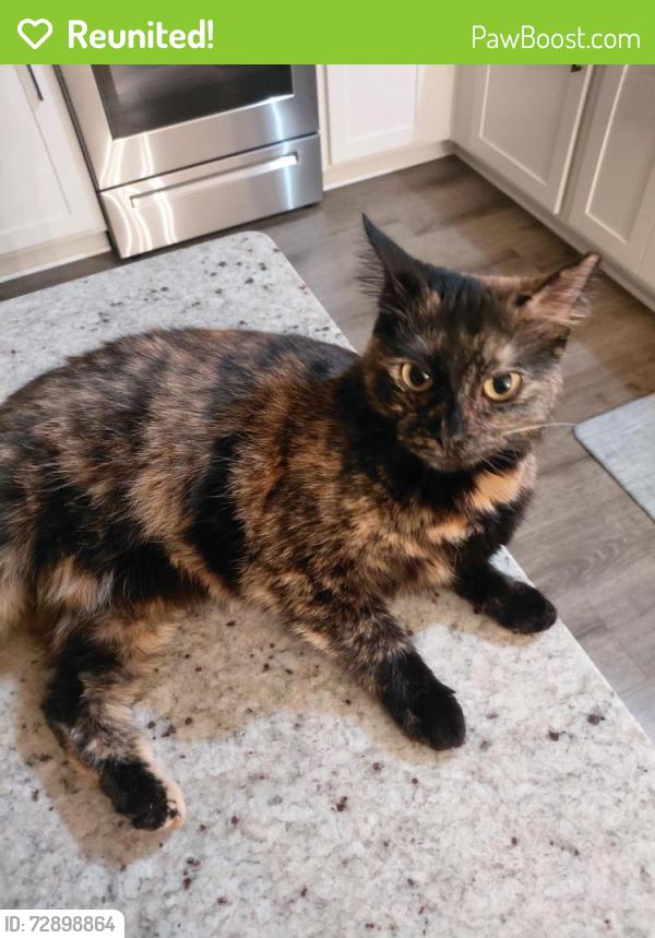 Reunited Female Cat last seen Sleepy Hollow Rd near Ho Hum Hollow Rd, Walton County, GA 30655