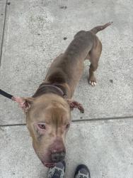 Shelter Stray Male Dog last seen Apt 2B,108 W 137 Street, NEW YORK, NY, 10030, New York, NY 10029