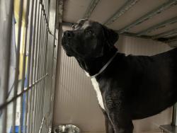 Shelter Stray Male Dog last seen Near Brooklyn Avenue, BROOKLYN, NY, 11210, New York, NY 10029