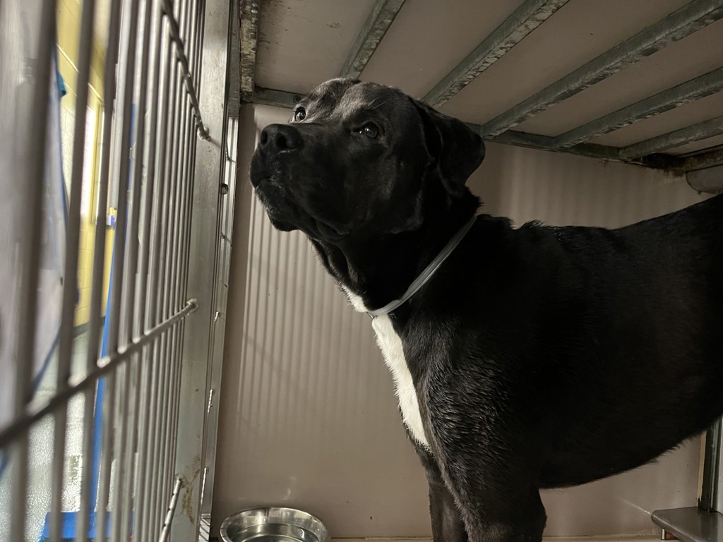Shelter Stray Male Dog last seen Near Brooklyn Avenue, BROOKLYN, NY, 11210, New York, NY 10029
