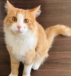 Shelter Stray Male Cat last seen Adoption Return, PORTLAND, OR, 97227, Troutdale, OR 97060