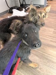 Shelter Stray Male Dog last seen Ca-11 Highway, San Diego, CA, 92154, San Diego, CA 92110