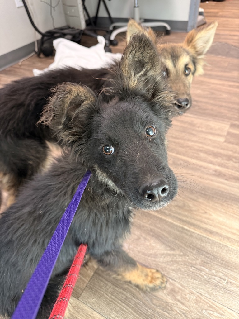 Shelter Stray Male Dog last seen Ca-11 Highway, San Diego, CA, 92154, San Diego, CA 92110