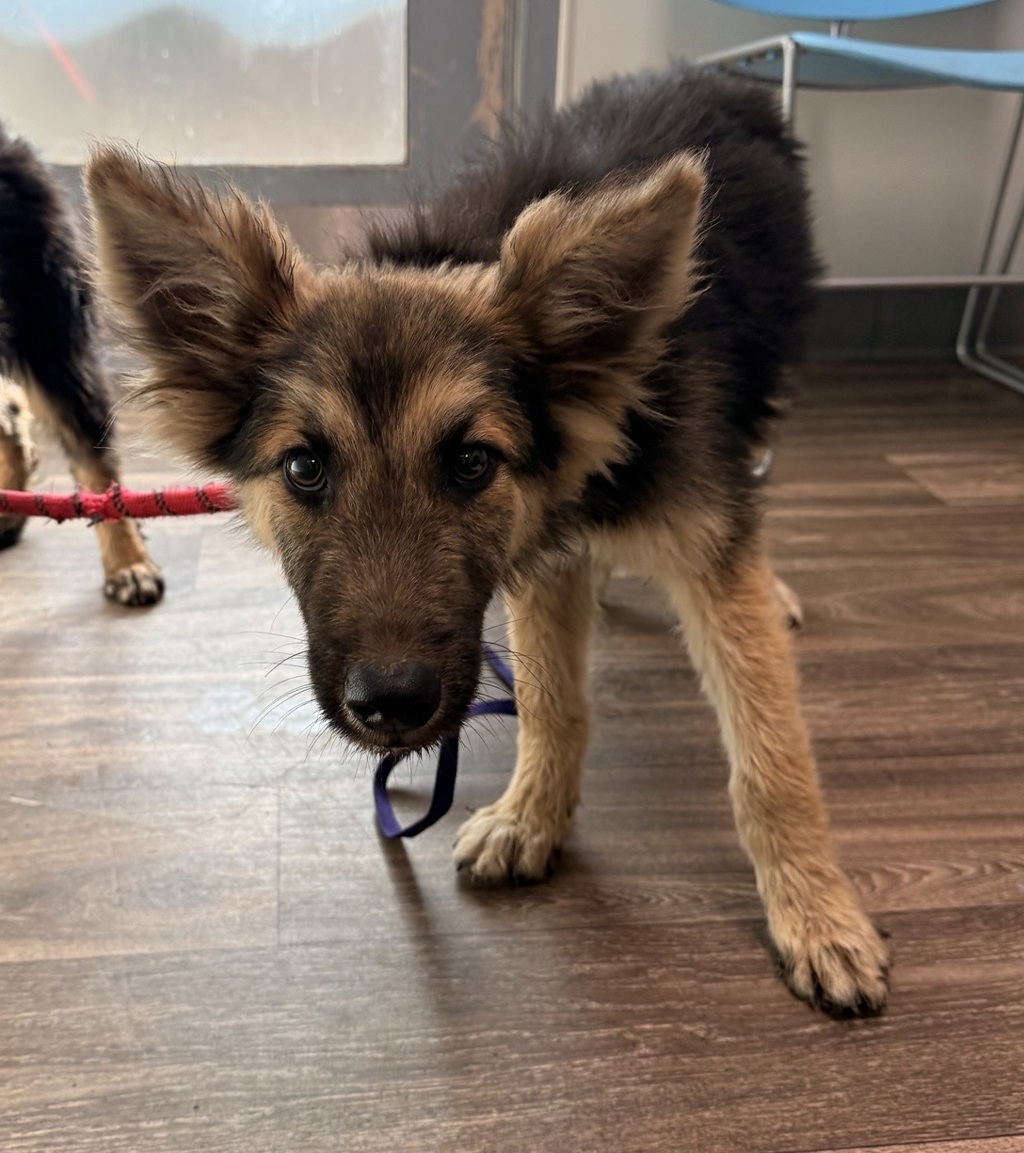 Shelter Stray Male Dog last seen Ca-11 Highway, San Diego, CA, 92154, San Diego, CA 92110